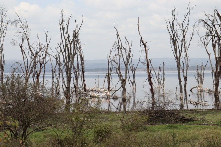 Everything you need to know before visiting Lake&nbsp;Nakuru