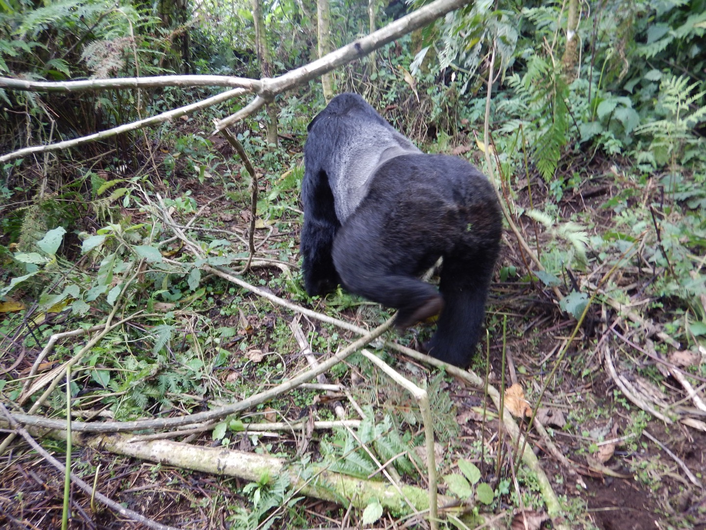Uganda or Rwanda: What’s the Best Place for a Gorilla&nbsp;Trek?